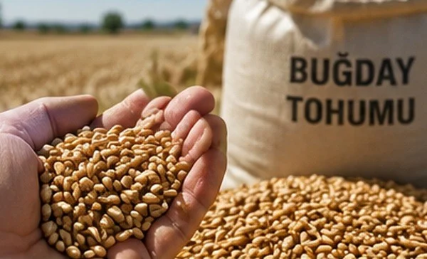 Diyarbakır Toptan Buğday Tohumu
